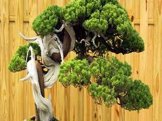 آموزش نگهداری از بنسای افرا