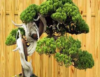 آموزش نگهداری از بنسای افرا