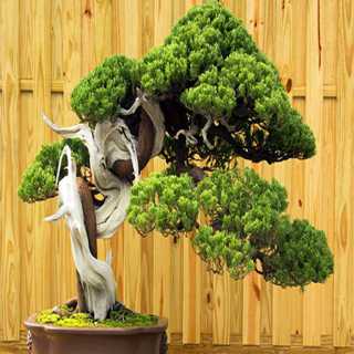 آموزش نگهداری از بنسای افرا