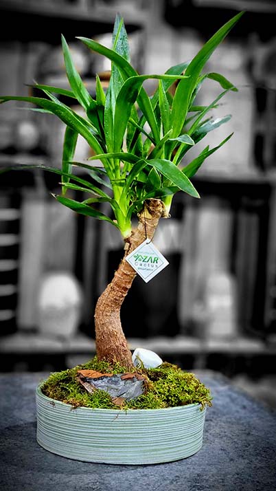 فروش گل و گلدان